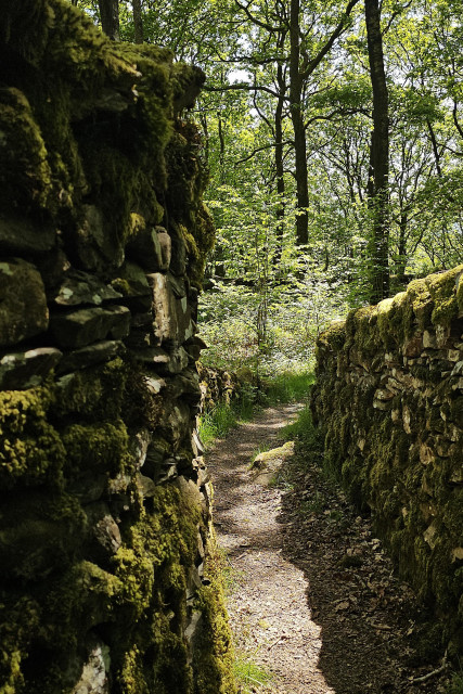 A path in the forest passes between two stone walls.