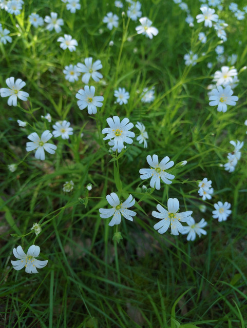 A photo at about 30 cm distance of a bunch of greater stitchworts in semi tall gras. 