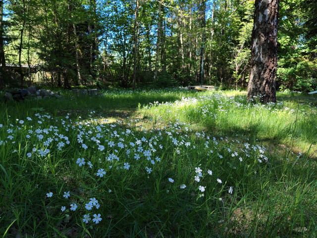 A photo from a garden dominated by semi tall, uncut grass. A few paths are cut out in the grass. In the foreground is a patch of greater stitchworts seen. On the right is the trunk of an old birch, also surrounded by greater stitchworts. In the background, the garden is surrounded by various trees, through which the blue sky is seen. 