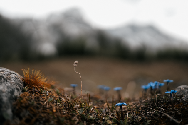 Close-up of small blue flowers and moss on the ground with blurred mountains in the background. One tiny plant striving upwards in a bendy way