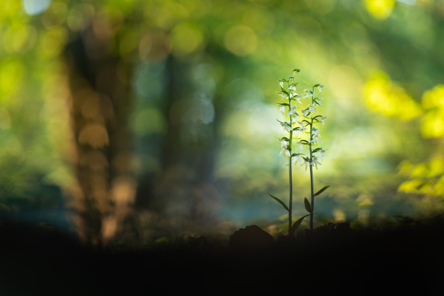 Ein Foto von zwei Grünlichen Waldhyazinthen. Die beiden Orchideen stehen im Querformatbild im rechten Drittel. Bis auf die Pflanzen ist alles in Unschärfe gehüllt. Der Vordergrund ist sehr dunkel, fast schwarz. Der Hintergrund besteht aus einem unscharfen Baum im linken Bereich des Fotos, der von der aufgehenden Sonne angeleuchtet wird. Den Rest macht mehr oder weniger strukturiertes Grün des Laubs der Bäume aus, das ebenfalls von der Sonne angestrahlt wird. Die beiden Orchideen stehen im Schatten, sind aber trotzdem recht hell.