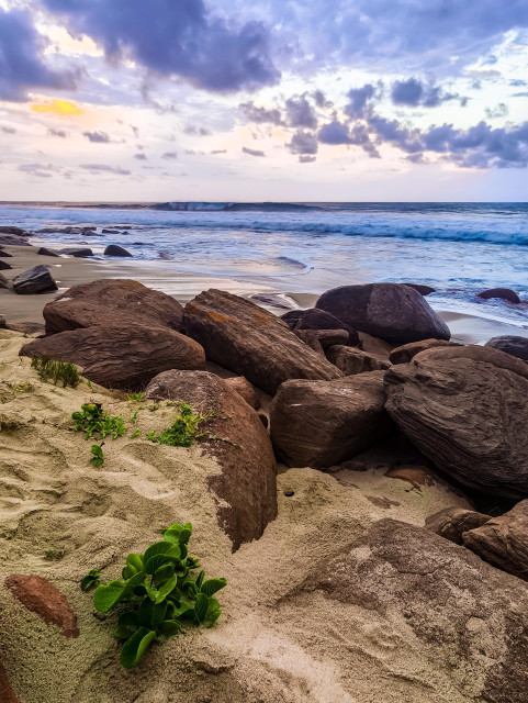 Some rocks with scatterings of vegetation at sunset, Pennington Beach, South Africa.