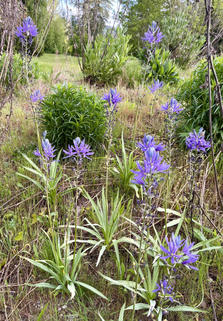 Pretty blue flower clusters atop long stems, thin green leaves at the base, on a mound in a meadow. These are camas plants, Camassia quamash, a NW native meadow plant that was diminished by development and forest encroachment after Europeans arrived in North America. Now the subject of meadow restoration projects.