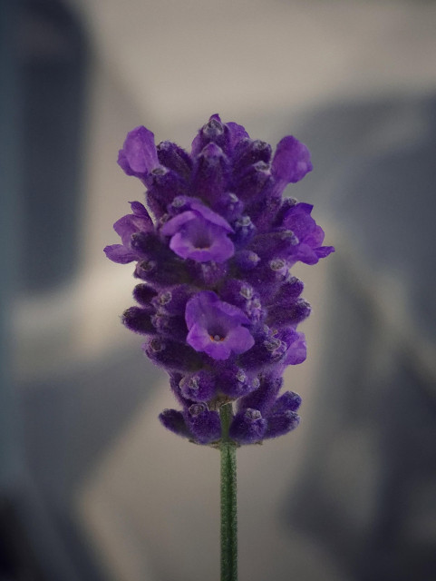 A sprig of lavender half in bloom against a blurry background