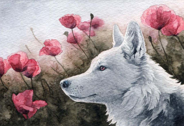 watercolor painting, the side portrait of a fluffy white wolf, with a bunch of poppies in the background.