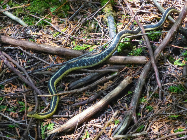 A yellow striped garter snake is seen amongst the twigs and branches in a forest. It's head is sitting up looking around.