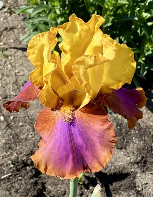 Closeup view of a showy new bearded iris in my garden. The falls are dramatic, bronze around the edges with a large lavender signal patch. The standards are a rich, golden yellow.