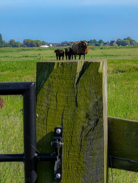 The dominant feature in the immediate foreground is a large, thick, weathered wooden fence post. It has a square profile, a rough texture with visible cracks and grain, and is heavily covered in green moss or algae.

Standing atop are three tiny sheep. On the right is a larger, fluffy, brownish-grey sheep facing forward. To its left are two smaller, dark brown lambs standing close together, looking toward the camera. Because of the perspective, they appear to be standing directly on top of the large wooden post, creating a playful, layered effect.