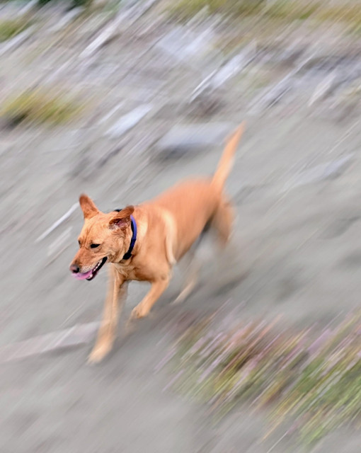 Golden lab is running down the blurry sand dune. 