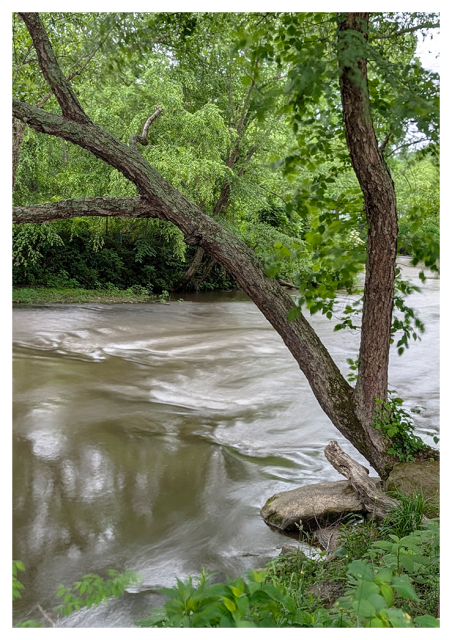 a weathered tree trunk leans over a flowing river, its branches draped with vibrant green leaves. the water has a silky, blurred texture, with reflections of lush foliage visible on its surface.