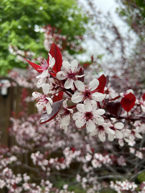 A cherry plum tree in flower. Prunus cerasifera. The leaves are red. The flowers each have five white petals and red centers and stamens. 