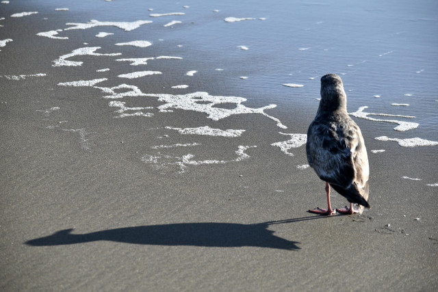 On wet sand with a little white foam scattered on it, just where the ocean water has receded, a brown seagull facing away from the camera is half lit by low bright sunlight. 

We see its back and head and pink feet as it stands still. To its left side, opposite the sunlight, there is a stretched profile shadow of the bird, dark on the wet sand and about three times longer than the bird is tall.

The wet sand to the right and in front of the bird is wetter and reflecting some pale blue of the sky above.