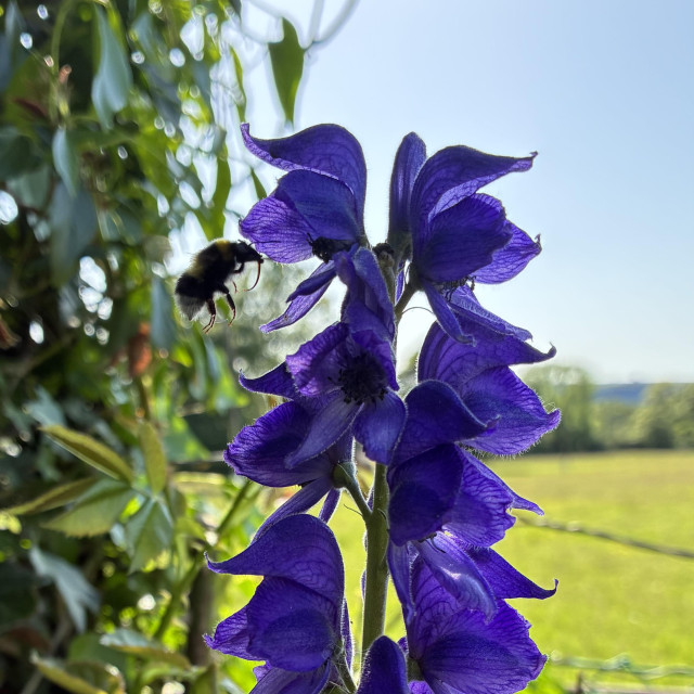 A close up photo of a spire of wolf’s bane flowers - violet blue hooded flowers - against the backdrop of a grass field with trees beyond and hills in the distance. There’s ivy climbing up a pole to the left of the wolf’s bane. A white-tailed bumble bee is flying in to feed on one of the flowers (slightly blurred). The sky is light blue, paler towards the horizon.
