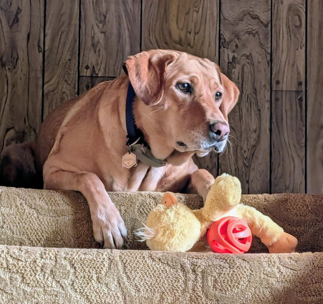 Golden lab is lying at the top of the carpeted stairway. She has deposited her stuffed toy chicken and orange ball on the step. She looking to the side watching her pal walk by. 