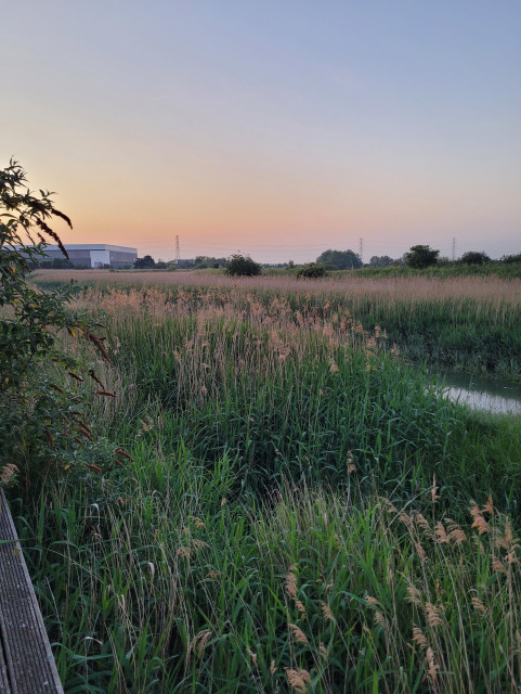 A beautiful summer evening in Kent, England. There are reeds, starting green at the base and then yellowy pink towards the top, with a river snaking through. The evening sky is blended from blue to salmon pink to mellow orange then yellow and finally light blue. It looks idyllic, and serene.