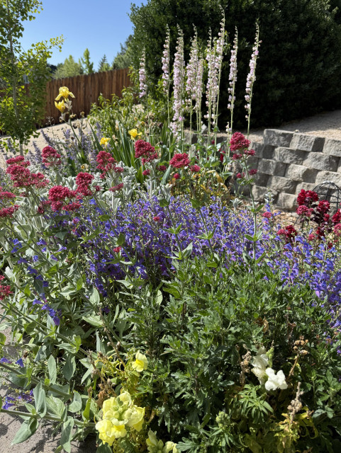 A raised flower bed of many different flowers blooming all at once. Red Valerian, blue penstemon, snap dragons, irises, and palmer's penstemon. 