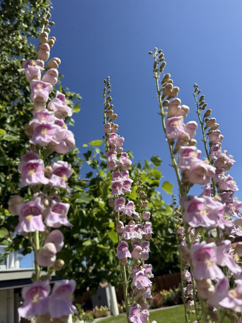 Tall spires of Palmer's penstemon against sunny blue sky. 