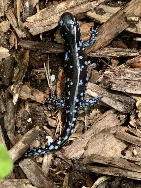 A very dark blue newt with light blue soeckles all over is in our mulch. This newt is native to Michigan. It is considered endangered overall but thrives in Michigan, especially in our area. Photo credit to my spouse this week.