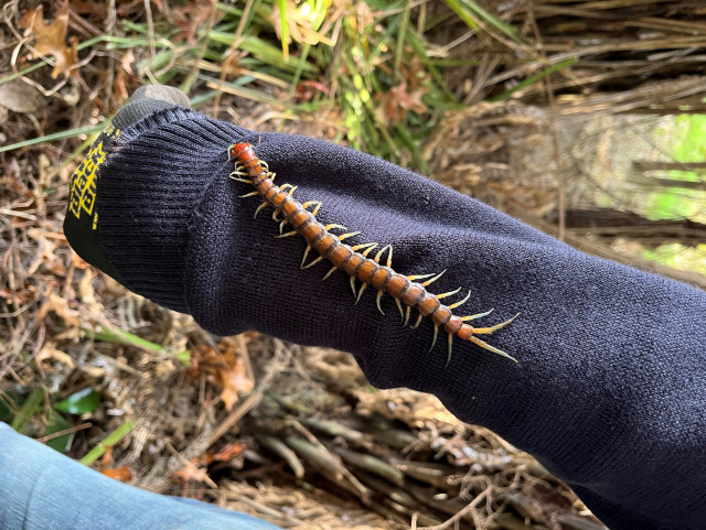 A Giant Centipede (Hura) on a man's forearm. Its body is mostly orange, segmented, and with large yellow legs. It is about sixteen centimetres long.