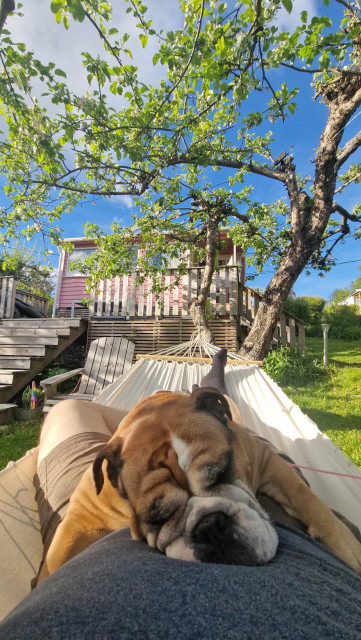 Bulldog sleeping on my tummy in the hammock