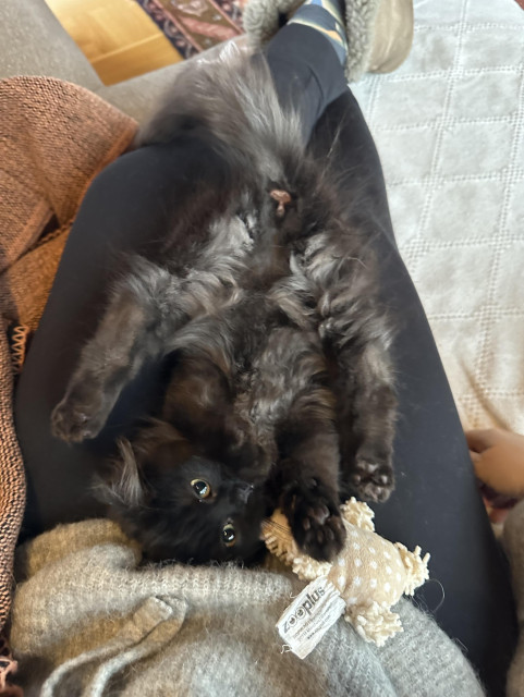 En svart långhårig kattunge ligger på rygg i mattes knä med rumpan i vädret och ser förjävla gullig ut.