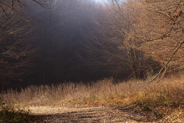 photo of a hiking trail that lead through and around a forest, somewhere in Hungary. sun is shining on the hiking trail, naked reddish trees and bluish purple haze behind the trees