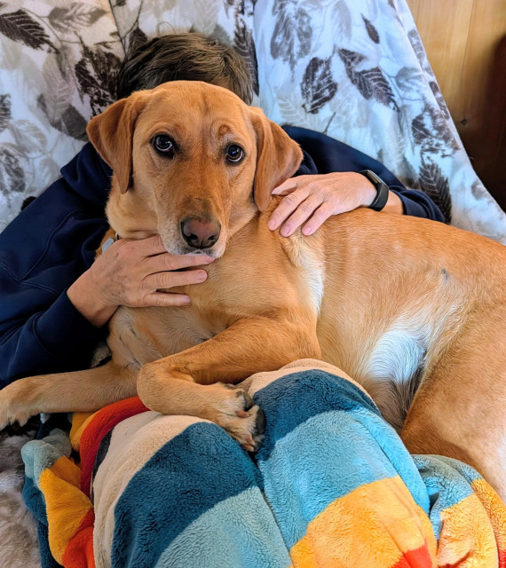 Golden lab is lying across the lap of an older grandma while sharing a recliner covered by a striped blanket. 