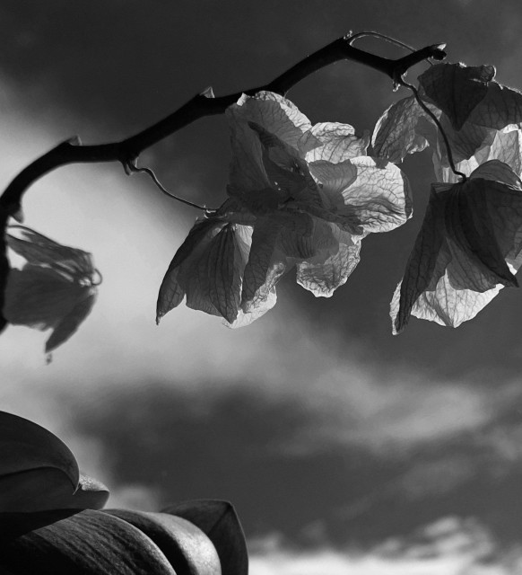 A b&w picture of wilted flowers of an orchid, against a dramatic, cloudy sky.