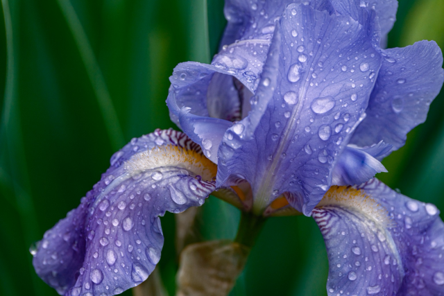 Close-up of a light purple iris flower with water droplets on the petals. Green leaves are visible in the blurred background.