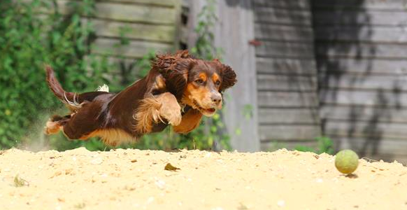 Spaniel in mid air chasing a tennis ball