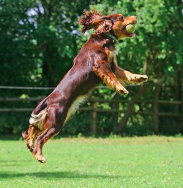 Cocker Spaniel in mid air after catching a tennis ball.
