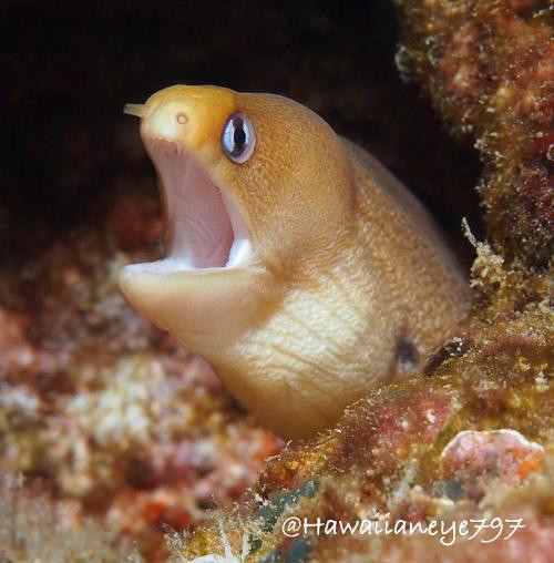 A small yellow eel, about the size of your pinky finger, peers from a hole at an ocean reef. The eel is uniformly yellow with its mouth open. Its eye has a vertically-oriented pupil.