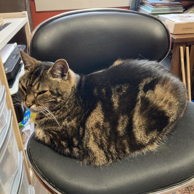 Side view of a sleepy tabby cat loafing on a padded black bar chair. There is chaos in the background: books, boxes, paperwork. He does not care. 