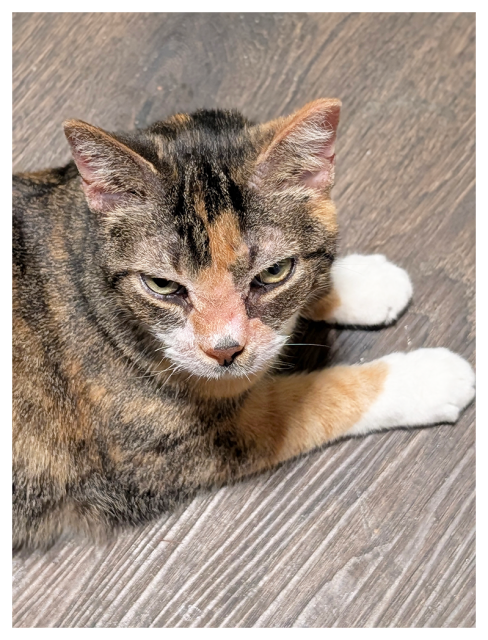 hgh-amgle view of a calico cat with white markings and green eyes making contact. she's lying on a wood-patterned tile floor, paws stretched out in front
