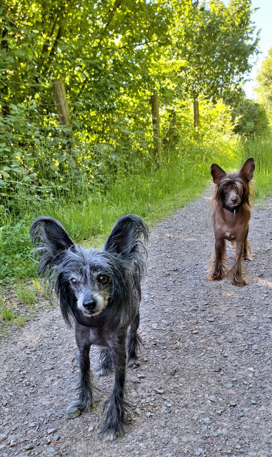 2 Chinesische Schopfhunde auf einem Feldweg
