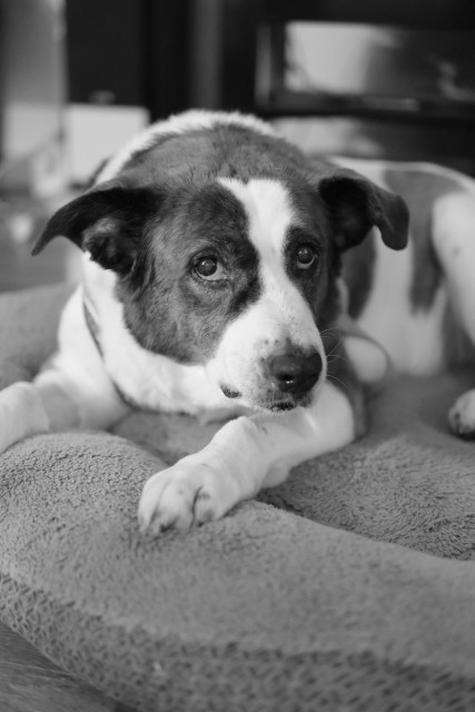 A monochrome photo of a two-tone dog lying in his bed giving me his signature side-eye