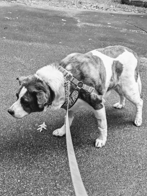 A mobile photo, edited to black and white, of a two-tone dog standing in the driveway bearing weight on his both hind legs, although he knuckles his left paw...