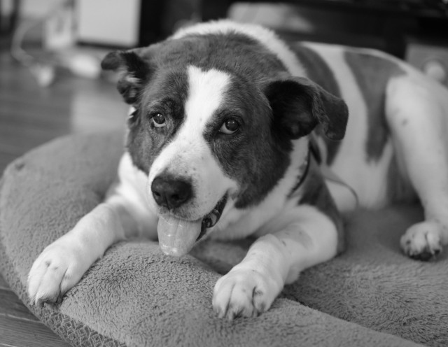 A monochrome photo of a two-tone dog lying in his bed with his tongue out, looking a bit goofy