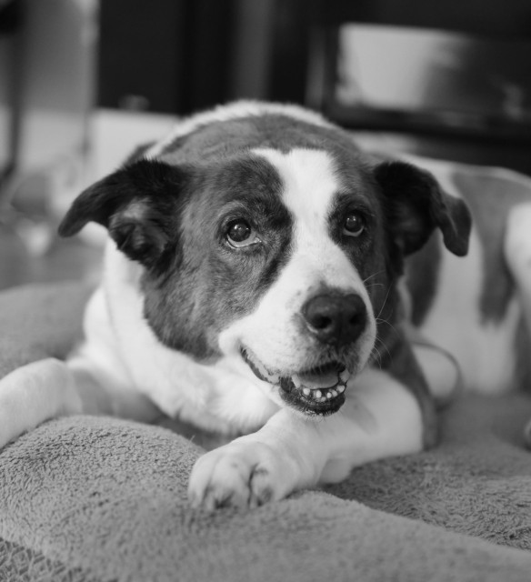 A monochrome photo of a two-tone dog lying in his bed looking a bit up