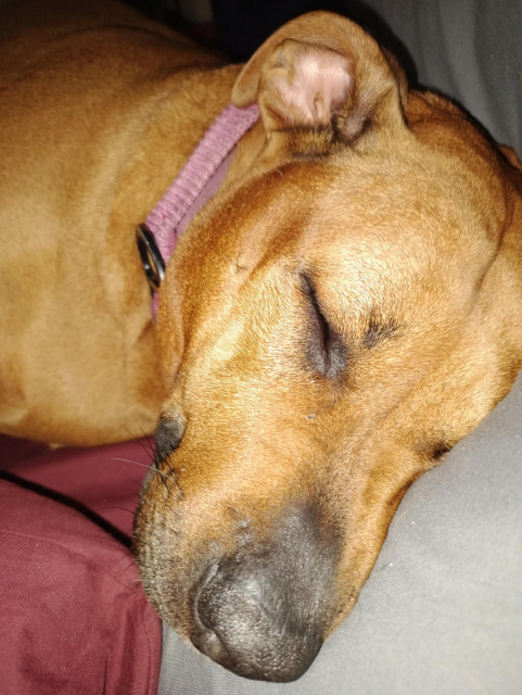 Brown/orange dog laying her head on a grey pillow with a maroon pillow next to her. She is sleeping very soundly and comfortably. She has a pink collar on. 