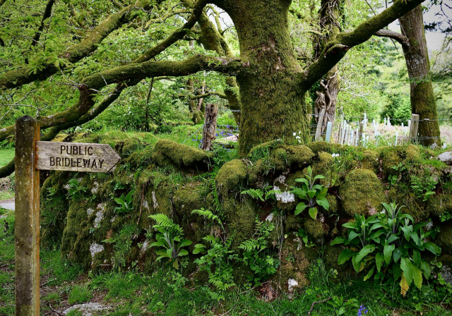 A bridlepath sign and an oak behind a mossy wall