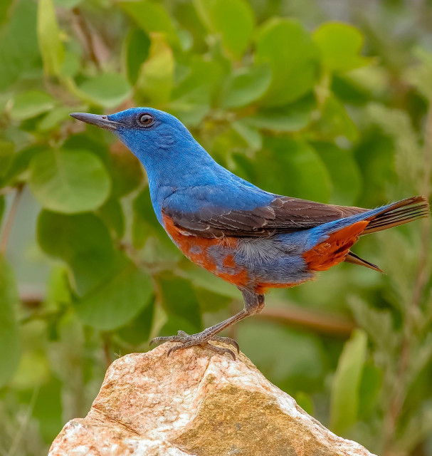 A profile shot of a male Blue Rock Thrush perched atop a light, rugged stone. It has a sharp, dagger-like dark beak and a curious black eye. Its head, back, and upper breast are coated in a vibrant, slate-blue plumage. This cool tone sharply shifts mid-belly to a deep, warm rufous-rust color that extends down to its undertail. Its wings are a darker, dusky charcoal-blue.
