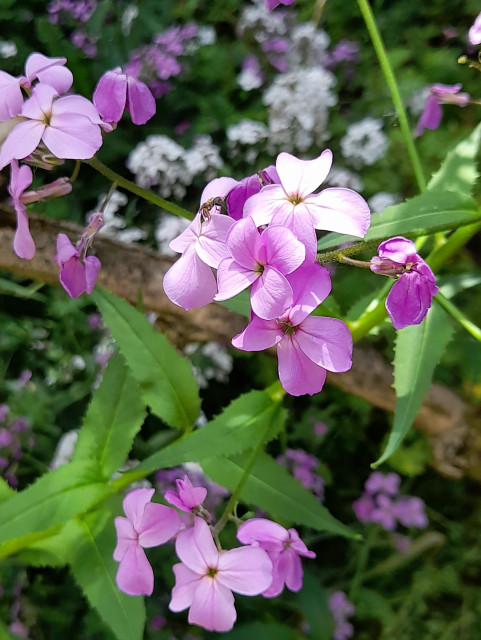 Violet flower umbels with the typical four petals of a cruciferous plant. In the background, whole plants are blurred.
