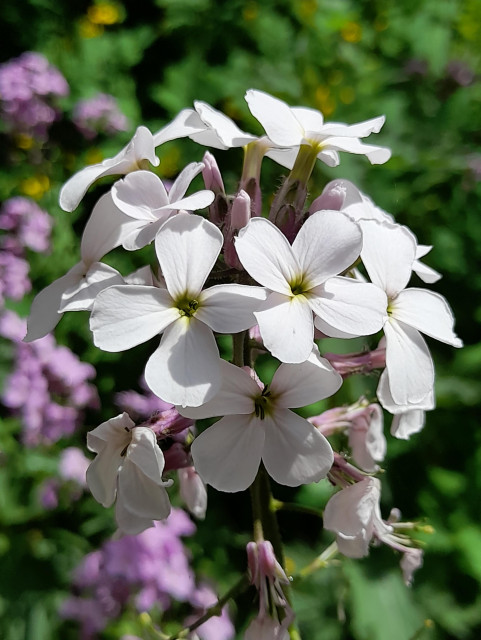The same plant with white flowers.
