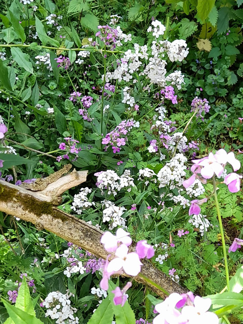 A chaos of white and violet Hesperis Matronalis under an elder tree.