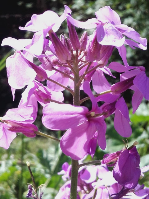Hesperis Matronalis, violet flower umbel. These flowers are a delight for many different butterflies like Anthocharis cardamines or Macroglossum stellatarum, but also for tiny wild bees and Syrphidae flies.