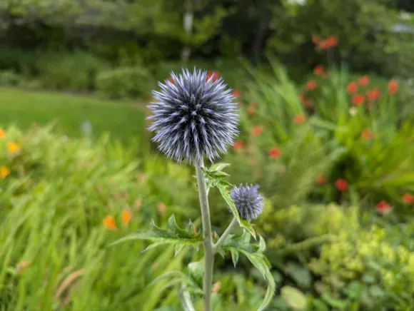 A thistle in a field with short focus