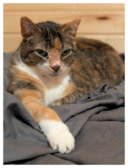 a calico cat with white markings and green eyes making contact, lies on gray sheets, right paw out front, her left tucked under. the background is wood paneled wall.