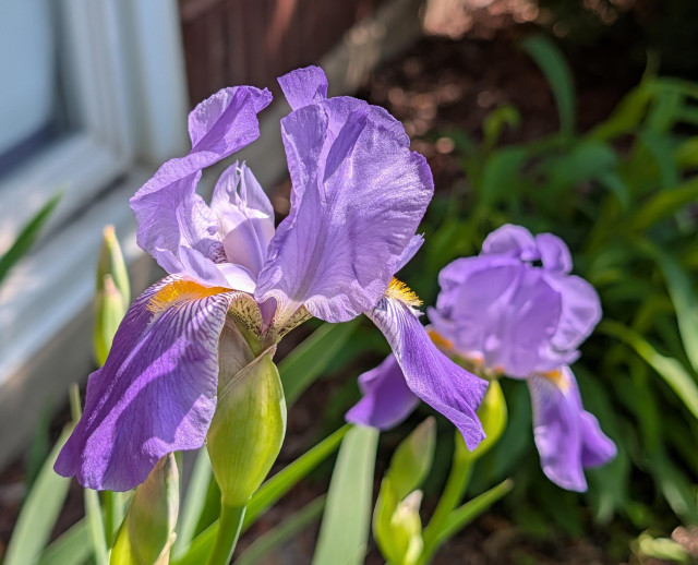A close-up photograph captures two vibrant purple iris flowers in full bloom, illuminated by bright, natural sunlight.