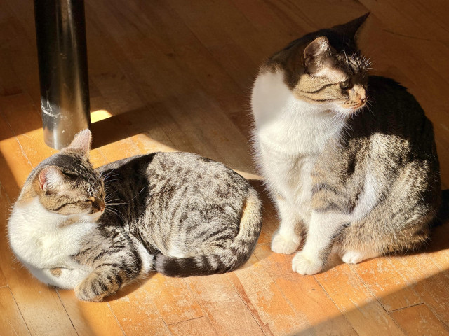 Brown & white Tabby siblings sitting on the hardwood floor, huddled around a sunbeam